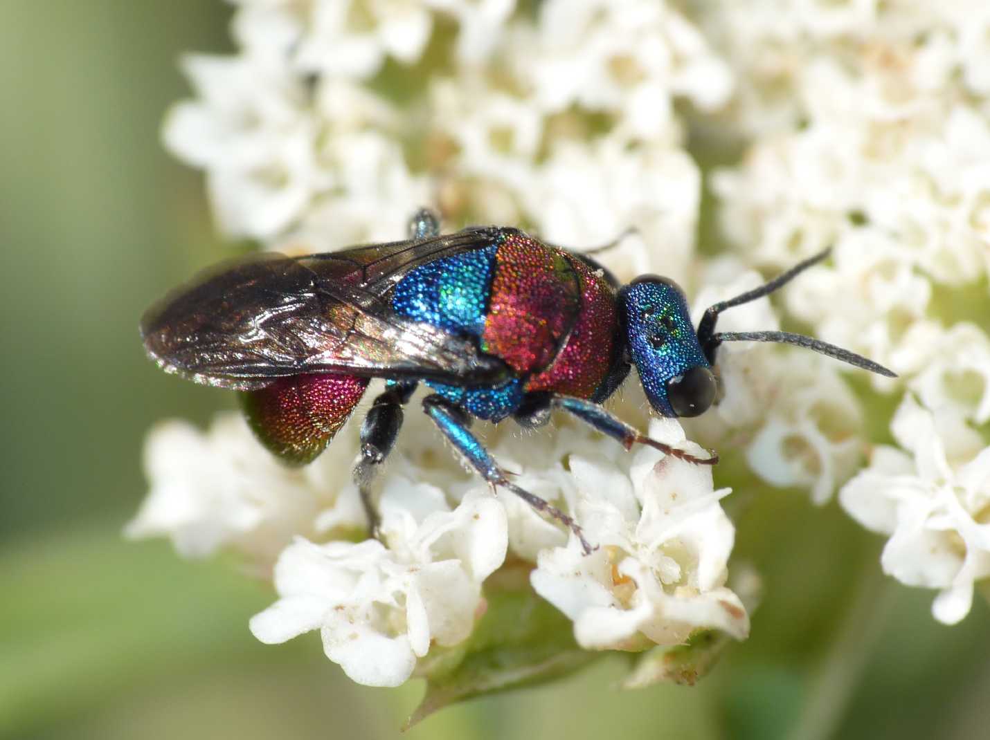 Piccolo Chrysididae... femmina di Hedychrum, forse niemelai